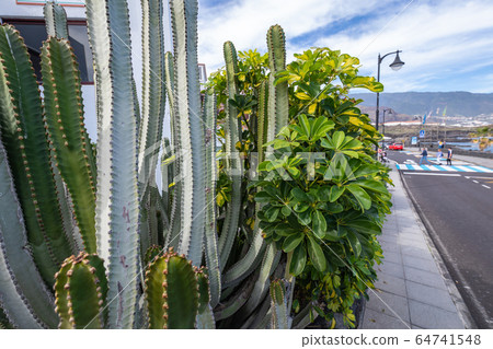 Tropical cactus garden and black sand beach at Los 64741548