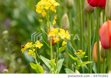 盛開的鬱金香花，日本千葉縣總浦市 64741662