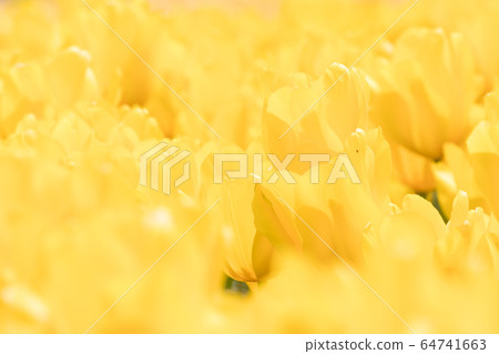 盛開的鬱金香花，日本千葉縣總浦市 64741663