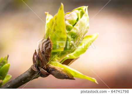 Russia. Saint-Petersburg. Swollen buds, first leaves and flowers in city parks and squares during the spring awakening. Russia. Saint-Petersburg. Swollen buds, first leaves and flowers in city parks and squares during the spring awakening. 64741798