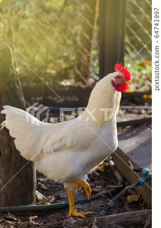 White hen free range. Hen posing to camera in White hen free range. Hen posing to camera in 64741997