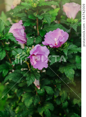 Colorful pink hibiscus flowering. Rose hibiscus Colorful pink hibiscus flowering. Rose hibiscus 64742009
