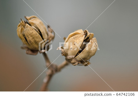 Brown seed pods on Hibiscus plant. Hibiscus flower 64742106