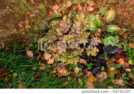 Various flowers blossom in autumn garden. Flowers Various flowers blossom in autumn garden. Flowers 64742107