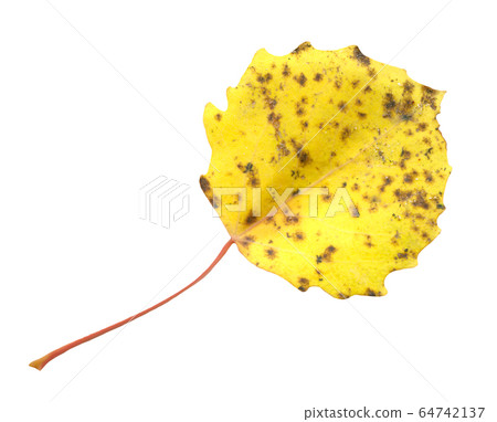 Populus tremula aspen autumn leaf isolated on 64742137