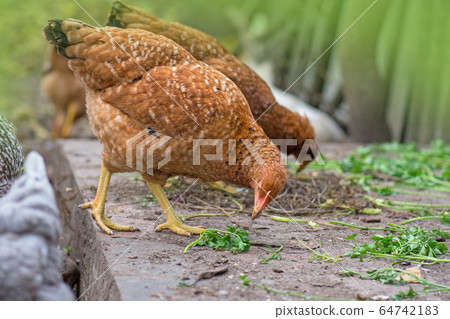 Chickens grazing in field. Hens feed on barnyard Chickens grazing in field. Hens feed on barnyard 64742183