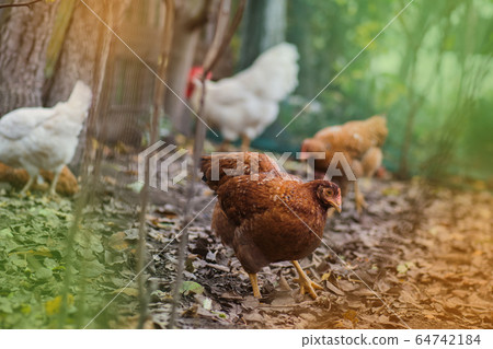 Rooster with several hens on autumn landscape 64742184