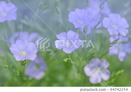 Linum lewisii flower. Blue flax flowers Linum lewisii flower. Blue flax flowers 64742254
