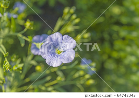 Linum Lewisii or Wild Blue Flax Linum Lewisii or Wild Blue Flax 64742342