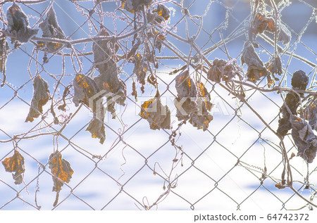 Frozen ice covered flower 64742372