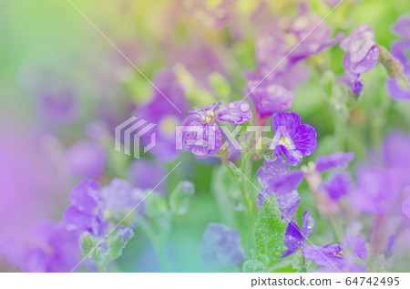 Purple Aubrieta flowers. 64742495