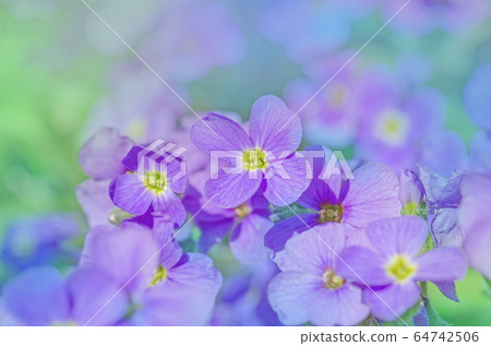 Aubrieta hybrida violet Aubrieta hybrida violet 64742506