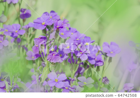 Purple Aubrieta flowers. Purple spring flowers in 64742508