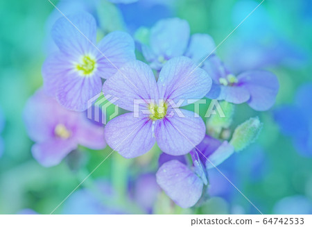 Purple Aubrieta flowers. 64742533