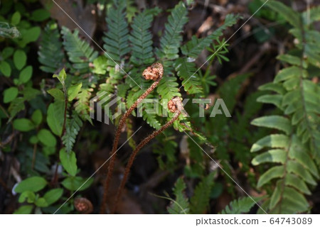 蕨菜芽 蕨菜芽 64743089