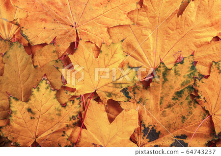 Background group of fallen maple trees autumn orange leaves 64743237