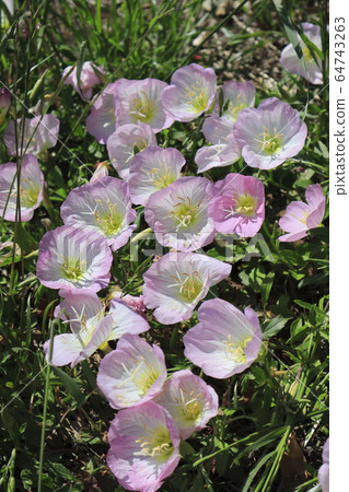 Day Saki Evening Primrose Day Saki Evening Primrose 64743263
