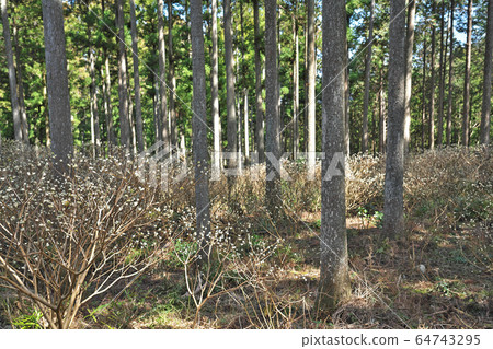 [Mitsumata colony] Ishinahara, Misugi Town, Tsu City, Mie Prefecture 64743295