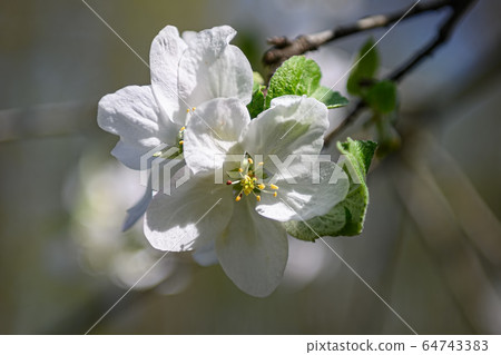 Macro closeup of blooming apple tree white flowers during springtime 64743383