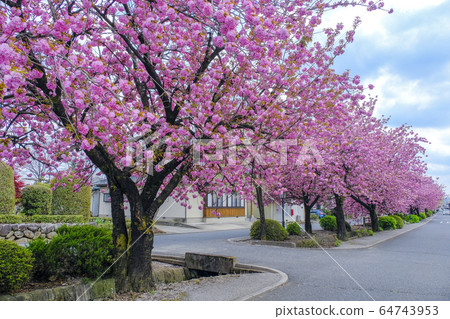 Twelve rows of cherry trees 64743953