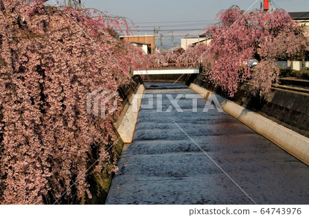 沿河的櫻桃樹 64743976