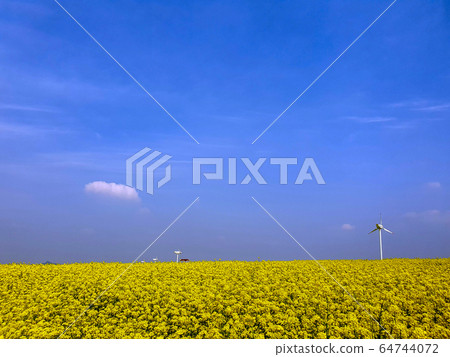 It is a beautiful landscape with rape flowers in full bloom and contrast with the blue sky. It is a beautiful landscape with rape flowers in full bloom and contrast with the blue sky. 64744072