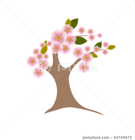 Cherry blossom Cherry blossom 64744073