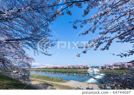 Early morning blue sky Shiraishi river bank one thousand cherry blossoms Ogawara Early morning blue sky Shiraishi river bank one thousand cherry blossoms Ogawara 64744097