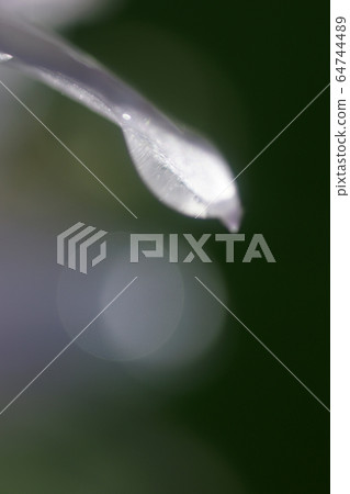 Tottori Four Seasons Walk Summer Flower Hosta 64744489