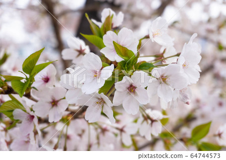 櫻桃樹 64744573