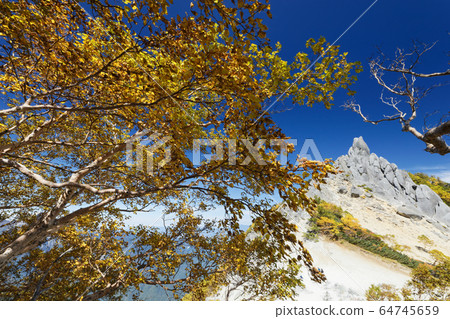 Yellow leaves of Phoenix and Mt. 64745659