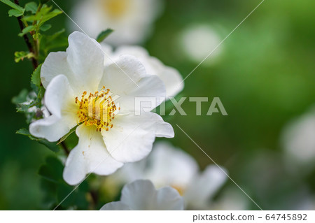 Blooming white rosehip spring 64745892