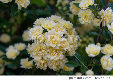 Mokko Rose 80 Mokko Rose 80 64745943