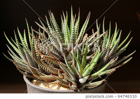 Twelve Volume / Haorthia 64746310