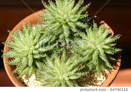 Herbasea Bosfontein / Haortia Herbasea Bosfontein / Haortia 64746316