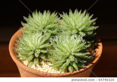 Herbasea Bosfontein /豪蒂亞 Herbasea Bosfontein /豪蒂亞 64746320