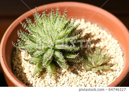 Herbasea Bosfontein /豪蒂亞 Herbasea Bosfontein /豪蒂亞 64746327