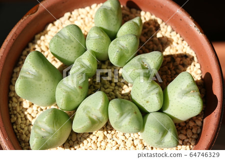 Opera Rose / Conophysum Opera Rose / Conophysum 64746329