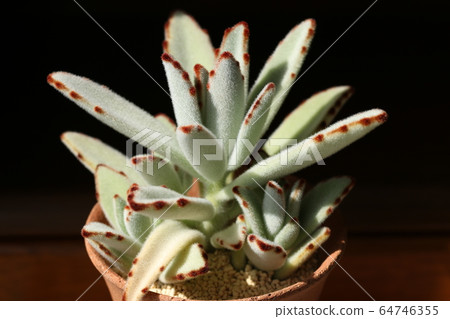 每月日食/ Kalanchoe 每月日食/ Kalanchoe 64746355