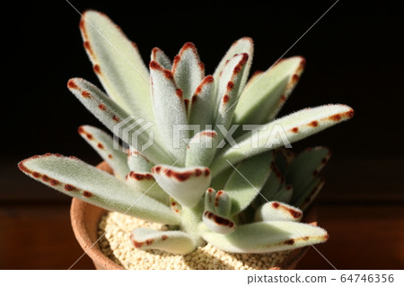 Monthly eclipse / Kalanchoe Monthly eclipse / Kalanchoe 64746356