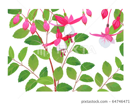 Fuchsia Fuchsia 64746471