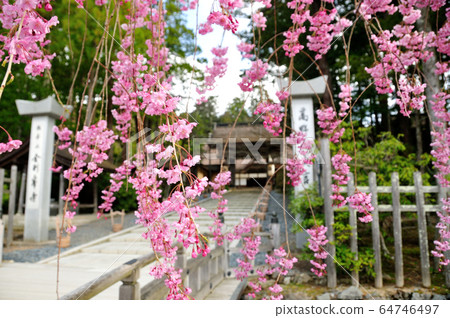 高野山金剛寺櫻花盛開的大門 高野山金剛寺櫻花盛開的大門 64746497