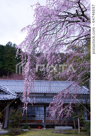 Hiei Daishoten Saijoin no Sakura 2020 64746697