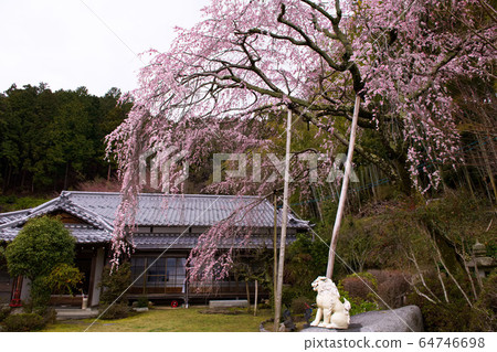 Hiei Daishoten Saijoin no Sakura 2020 64746698