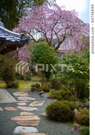 Hiei Daishoten Saijoin no Sakura 2020 64746699