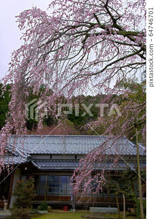 Hiei Daishoten Saijoin no Sakura 2020 64746701