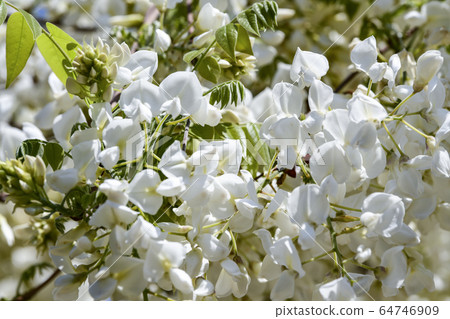 White wisteria 64746909