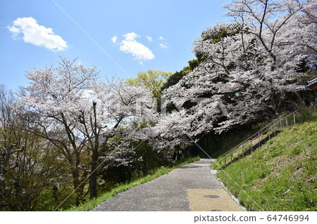 Cherry blossoms on Mt. Mimuro in Nara Prefecture 64746994