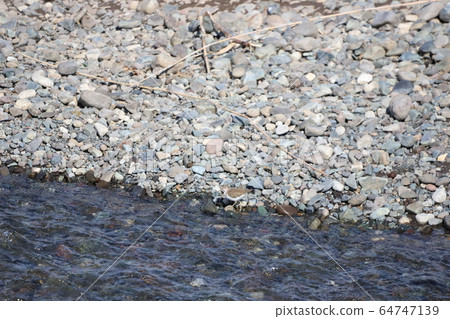 A woodpecker 64747139