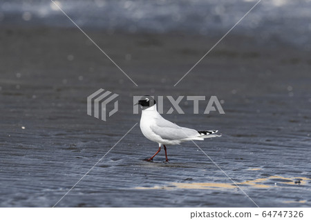 Black-backed gull adult bird Natsu feather 64747326